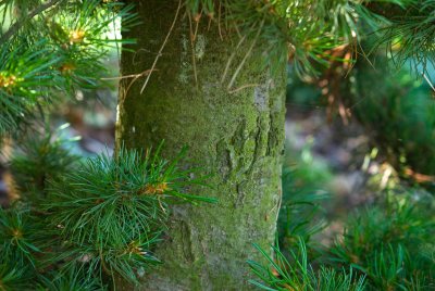 Pinus parviflora - borovice drobnokvětá - borka
